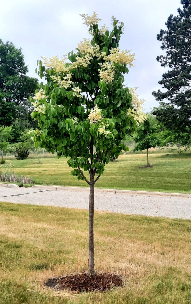 A Japanese tree lilac tree.